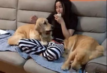 主人讓金毛生崽，以為會是件幸福的事，結果生活差點被毀了！-頭條楓林網