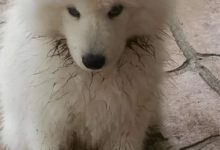 我們的目標是，不放過一個二狗子！-頭條楓林網