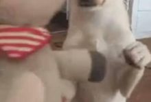 土狗過生日 看到主人準備的驚喜後 狗狗的反應感動眾人-頭條楓林網