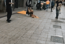 金毛在路上不肯回家，主人尷尬的拖著-頭條楓林網