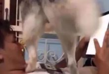 二哈想看看主人手機里的東西，結果一個沒注意就...坐上去了！-頭條楓林網