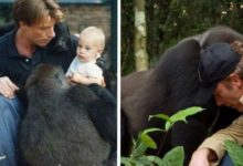 他把猩猩「當兒子照顧」長大後放回野外　5年後重逢「雙方互看1秒後」奇蹟瞬間讓千萬人落淚-頭條楓林網
