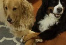 金毛和伯恩山犬關係太好，以至於天天手拉手……-頭條楓林網