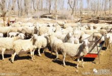 【環保】生物除臭的重要性-頭條楓林網