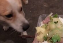 小土狗面對美食誘惑都能忍住，真的一點兒也不比寵物狗差呀！-頭條楓林網