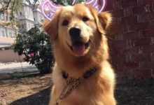 金毛被寶寶追著要奶吃，靈機一動跳到了沙發上，笑噴了-頭條楓林網