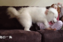 腦子居然讓條狗給整了, 虧的你長這麼大了!-頭條楓林網