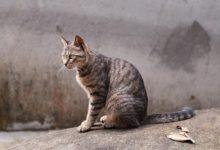 貓最近耳屎油乎乎的，貓耳屎變油變深了-頭條楓林網