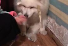 薩摩耶學哈士奇拆家，被主人拿棍打，動作很委屈！-頭條楓林網