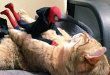 貓咪的超級英雄夢-頭條楓林網