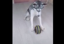 網友為了防止哈士奇拆家，他想了一個絕招，真是人才啊-頭條楓林網