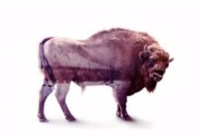 Adobe 60秒創意教程＃3—使用PS製作雙重曝光特效-頭條楓林網