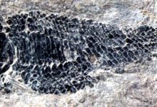 19日熱點新聞：人類的祖先竟然是魚！它是什麼樣的魚？這條魚最早出現在哪兒？-頭條楓林網