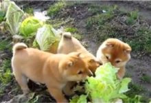 你們看！好白菜不是讓豬拱了，就是讓狗啃了……-頭條楓林網