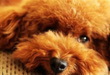 狗狗淚溝是什麼情況，狗狗淚溝怎麼擦-頭條楓林網