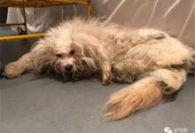 這隻狗狗從流浪到被救助找到新家後的變化，簡直讓人不敢相信……-頭條楓林網