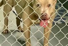 身體健康的狗狗在收容所變得鬱鬱寡歡，於是工作人員決定……-頭條楓林網