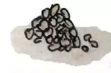 狗狗嘔吐鑒別診斷與治療-頭條楓林網