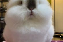 長得像棉花糖一樣的兔子君，真的超想揉！-頭條楓林網