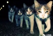 有狗的地方就有江湖……-頭條楓林網