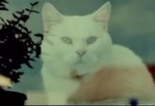 創意短片《看家的貓》：主人外出，喵星人終於當家做主-頭條楓林網