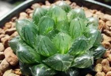 1根線幾塊板，玉露連爆十個頭，攔都攔不住！-頭條楓林網