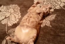 鏟屎官發現調戲萌寵新方式，中招的喵星人表情當場就亮了-頭條楓林網