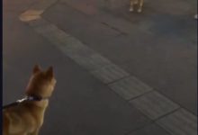兩柴犬安靜的確認過半天眼神之後，突然的表現，竟嚇壞了主人！-頭條楓林網