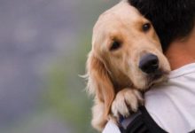 改掉狗狗壞習慣之乞食和膽小-頭條楓林網