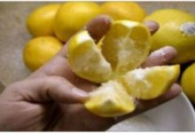 把「檸檬十字體切開」再灑上一點鹽，放在廚房中…隔天你就會發現神奇的效果-頭條楓林網