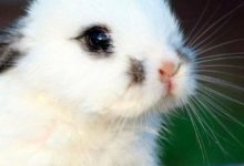 就這樣看著你，看看有沒有萌化你-頭條楓林網