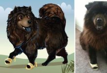 我畫寵物肖像捕捉他們的內在野獸-頭條楓林網