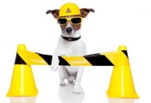 世界上大多數犬種俱樂部不承認傑克拉西爾的獨立品種-頭條楓林網