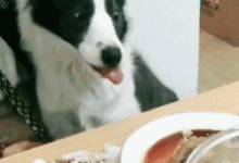 狗狗胰腺炎頻發，誰才是罪魁禍首？丨科普&好物-頭條楓林網