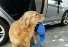 金毛老是喜歡幫主人拿東西，可是拿的東西卻讓人十分尷尬！-頭條楓林網