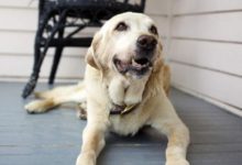 拉布拉多鼻子褪色的，5大原因！-頭條楓林網