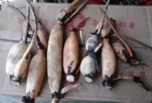 用這招在自家水桶種蓮藕，太容易，多到吃不完-頭條楓林網