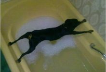 來自狗子的內心獨白……-頭條楓林網