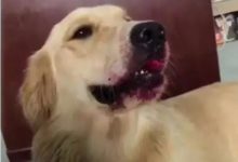 主人回家看到大金毛滿嘴是血，仔細一看又好氣好想笑！-頭條楓林網