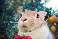 養寵物和養小孩哪個更貴？別爭了，養只兔子都快喂不起了-頭條楓林網