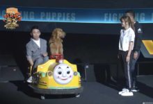 《戰鬥吧萌犬》楊迪為狗“徵婚” 韓喬生“嘲”其智商-頭條楓林網