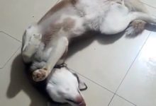 奶狗二哈抱著狗媽媽的腳指頭吸奶，二哈：「這味道怎麼怪怪的？」-頭條楓林網