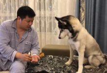 主人給哈士奇表演魔術，哈士奇吃驚的眼神太搞笑了！-頭條楓林網