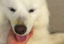 舅舅撿回懷孕的薩摩耶，以為自己賺大了，可寶寶生下來後頓時傻眼-頭條楓林網