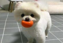 讓狗狗學會用鼻子推物體-頭條楓林網