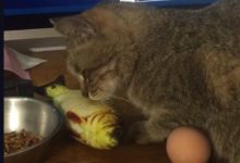 自從這條魚買回家之後，整隻貓都變了！-頭條楓林網