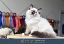 貓咪食慾不佳又掉牙，擔心了好久原來是這樣！-頭條楓林網