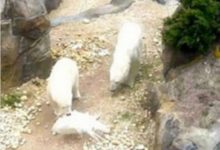 全球唯一的白孔雀成功「越獄」，不料結果卻尋求遊客替它報警！-頭條楓林網