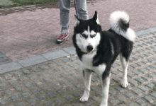 「當哈士奇面露凶色，沖著阿拉斯加齜牙咧嘴的時候，對不起，我忍不住笑了-頭條楓林網