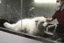 這姓柳名絮的狗子是咋回事？寵物店小哥哥：雪一片一片一片一片……-頭條楓林網